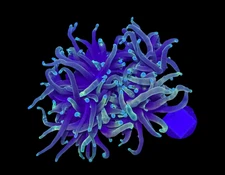 WYSIWYG Indo Hellfire Torch Live Coral – Frag Euphyllia LPS for Reef Aquarium