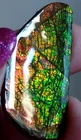 Ammolite  Ammonite   Coated Stone LARGE 41x21.2x5mm 6715
