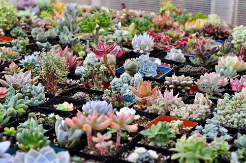 1200 semillas de suculentas mixtas raras mini macetas flores hierbas lithops semillas  - Imagen 1 de 8