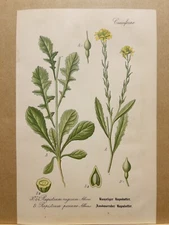 1886 ANTIQUE PICTURES LITHOGRAPH ART PRINT BOTANY FLOWER FLORA NATURE DECO PO...