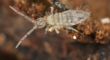 100-200 Tropical Springtails, bioactive cleanup crew,, LAG, Isopods