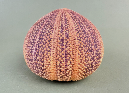 Vintage MCM Mid Century Real Nature Sea Urchin Shell Shade ONLY 4.5''Dx4''H - Picture 5 of 10