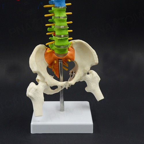 45cm/18" Realistic Education Spine Model with Pelvis Anatomical Skeleton colored - Picture 3 of 5