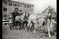 Horse Shows,Washington,DC,District of Columbia,1911,Adolphus Busch of St. Louis