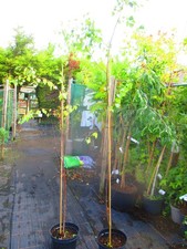 6ft  inc. pot 10litre size Silver Birch Betula pendula