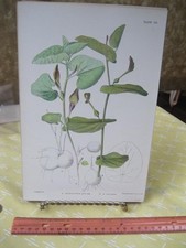 Vintage Print,ARISTOLOCHIA,Pl.52,Flowering Plants+Ferns Riviera,Bicknell,1885