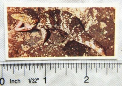 Lyons Teekarte Australien Nr. 24 Schindelrücken Eidechse