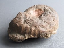 Fossile Jurassique Ancien Ammonite Coquille Pierre Naturelle De Collection