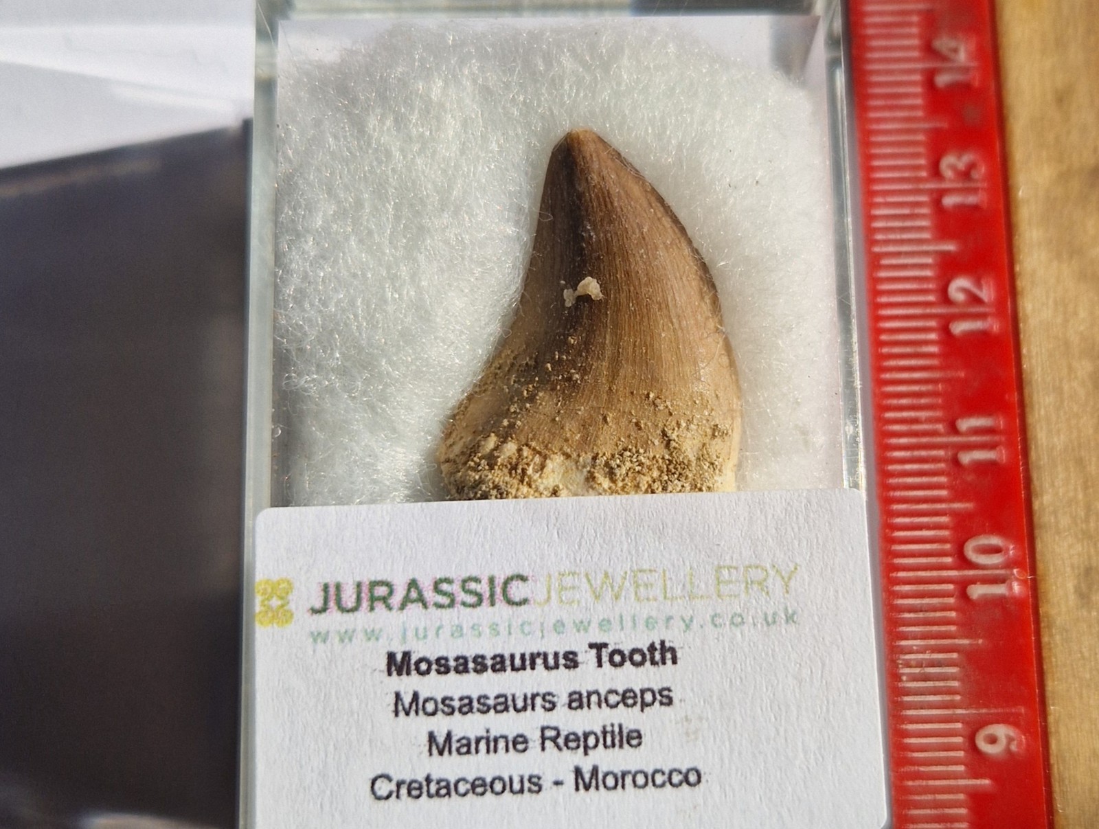 FOSSIL MOSASAURUS TOOTH -EXTINCT CROCODILE  2.4cm   - Morocco - Cretaceous