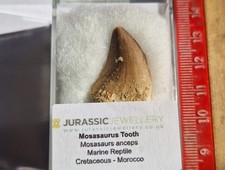 FOSSIL MOSASAURUS TOOTH -EXTINCT CROCODILE 2.4cm - Morocco - Cretaceous