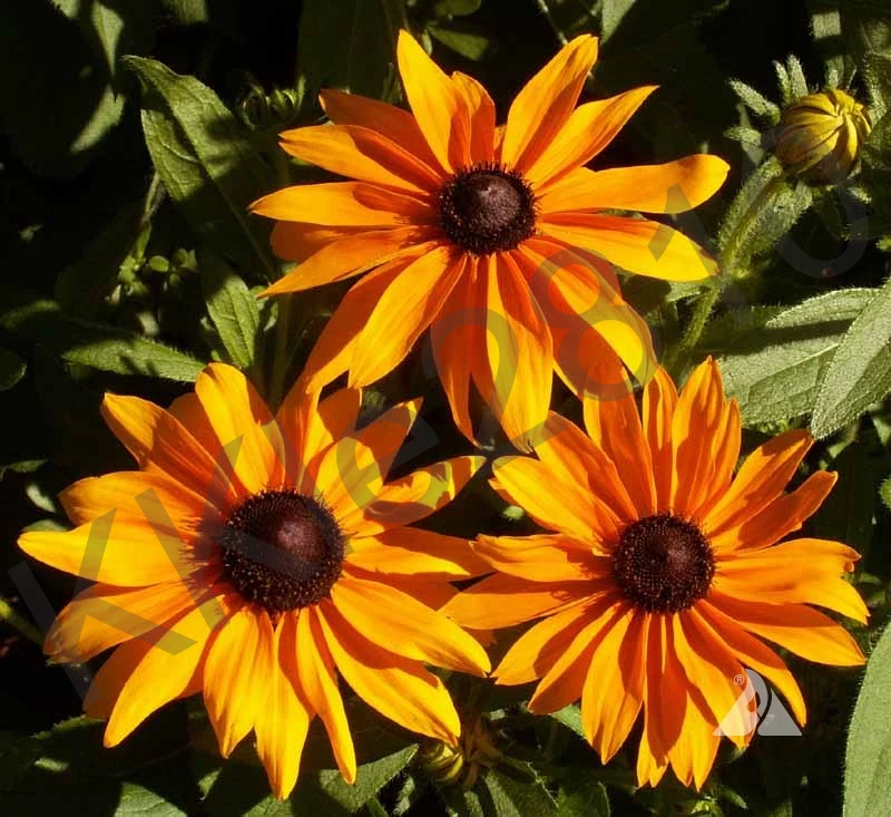 Black Eyed Susan - Dwarf Marmelade Live Perennial Flowers Native Plant ? Plug - Image 4 of 4