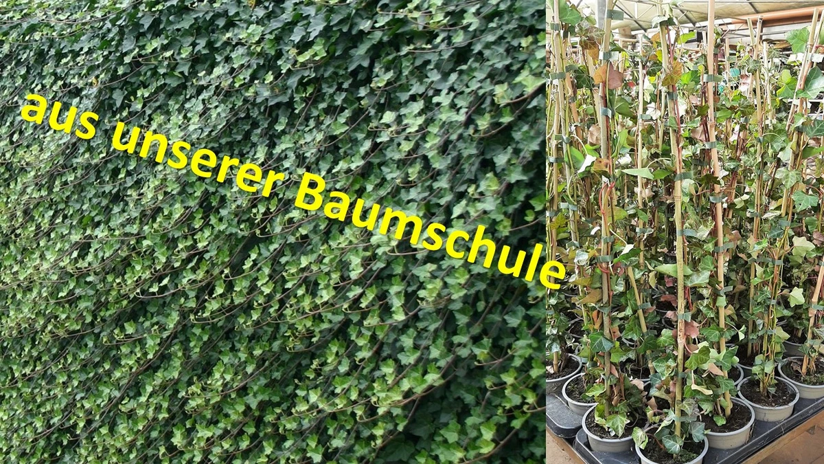 panaschierter efeu winterhart Kaukasus-Efeu 'Dentata Variegata' - Hedera colchica dentata variegata