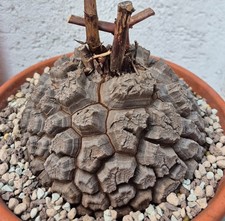 Dioscorea elephantipes Schildkrötenpflanze S...