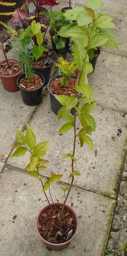 COTONEASTER BULLATUS JAPANESE HOLLY BERRY Tree/SHRUB seedling 1 LITRE POT - Picture 2 of 2