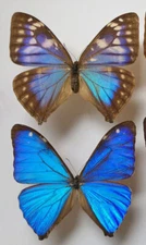 MORPHO AEGA ****female f.PSEUDOCYPRIS*****pair***BRAZIL(not mounted, not pinned)
