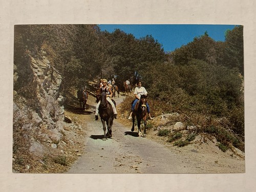 Vintage 1950s Mount Wilson Resort California Postcard Horseback Riding Trail 50s - Picture 2 of 5