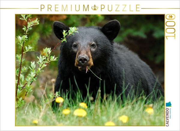 Calvendo Puzzle SchwarzbäR Am Yellowhead Highway 1000 Teile Puzzle Quer | 1000 T-image
