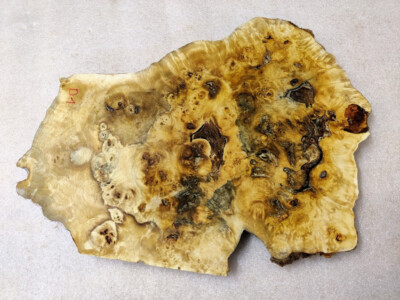 Maserholz Wandbild Kunst  Poplar burl D 1