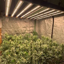 Spider 1000W Most Efficient Grow Light Full Spectrum Commercial Indoor Grow Lamp