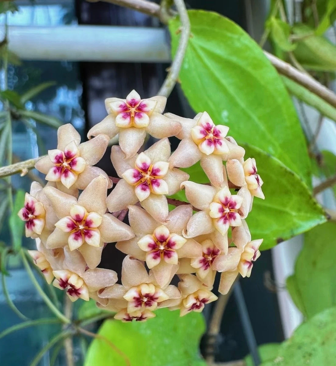 AU STOCK RARE HOYA " LIMONIACA " -PLANTS ROOTED SUCCULENT 18-63
Opens in a new window or tab