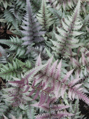 Athyrium niponicum 'Pictum' Japanese Painted Fern 3yo+ Large Well Rooted Plant