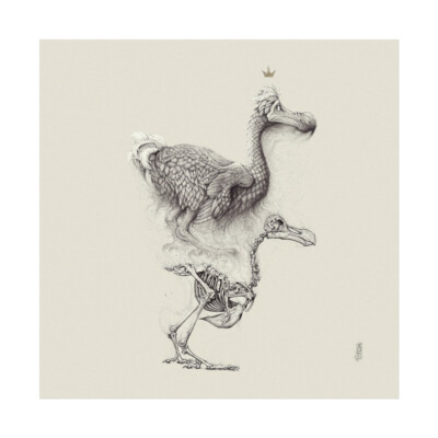 Dodo Bird Extinct animal collection fine art Archival wall print