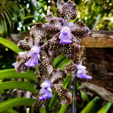 Papilionanda Ladda Fragrance ‘Alina’ – Fragrant Vanda- Rare Hybrid 4" Pot