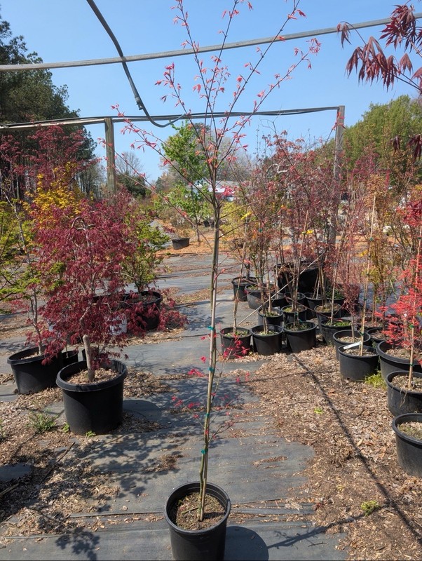 Acer Palmatum 'Shin Deshojo' Rare Japanese Maple Tree Large