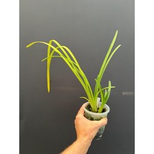 Cymbidium atropurpureum orchid