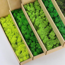 Preserved Reindeer Moss Natural Green DIY Kit Gardenning Art Wall Decor Florist
