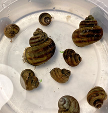 12 Mystery Snails Asian Ringed Apple Snail Freshwater Snails No Baby Snails Pond