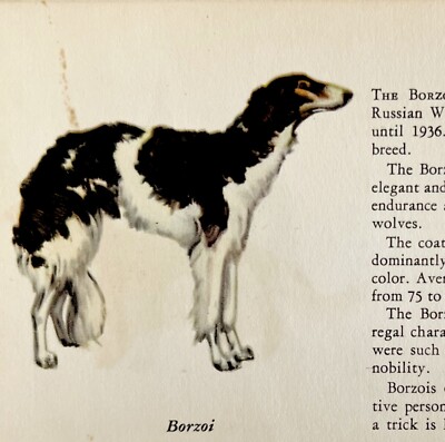 Borzoi Russian Wolfhound 1939 Dog Breed Art Ole Larsen Color Plate Print PCBG17