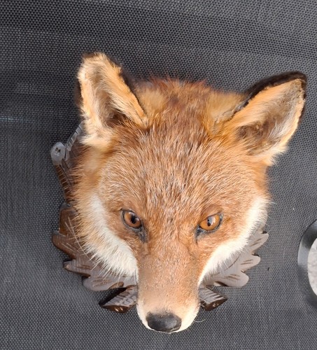 Fuchs Tierpräparat Präpariert schöner großer ausgestopfter FuchsKOPF Jagdtrophäe
