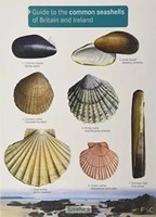 Chris Field Studies Council | Guide To The Common Seashells Of Britain And...