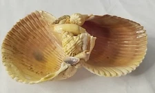 Giant Cockle Shells Trinket Bowl Dish 7.5" x 4" x 2.5"