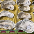 Lot of 44 Oyster Shells 3 3/4 To 6 Inch Long For Craft  Decoupage decoration — photo 9