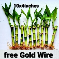 10 Lucky Bamboo Live Plants 4 inches Free Gold Wire, Gift, Feng Shui 