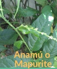 anamú Té Mapurite (Petiveria )