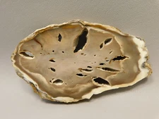 Petrified Wood Water Cypress Root Polished Round Slab Sunnyside #O12