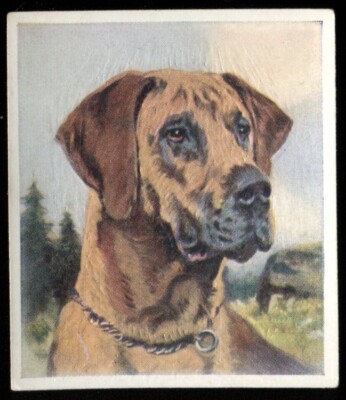 Tabakkarte, Godfrey Phillips, UNSERE HUNDE, 1939, Med, Dogge, #24