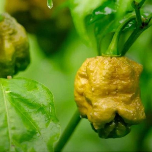 Pepper X Seeds Rare and Super Hot Limited Pepper X Seeds 50+ Plant Seeds - Picture 2 of 4