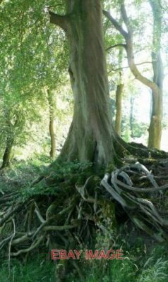 FOTO FREIGELEGTE BAUMWURZELN FLUSS WHARFE BARTEN BRÜCKE EROSION DES FLUSSUFERS H
