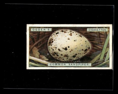 1926 Ogden's British Bird's Eggs (Cut-outs) #34 Common Sandpiper HIGHER GRADE