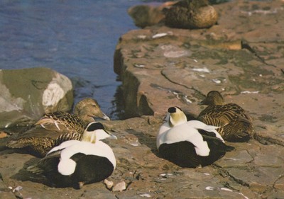 Tiere Postkarte - Vögel, Eiderenten oder St. Cuthbert Ente, Seente RR22858
