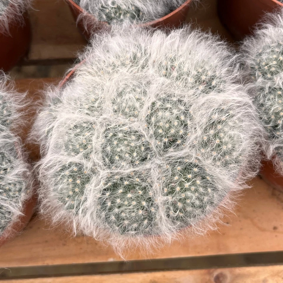 5'' Cactus Snowfield Gaosha, Live Cactus Plants,Rare Plants - Image 2 of 4