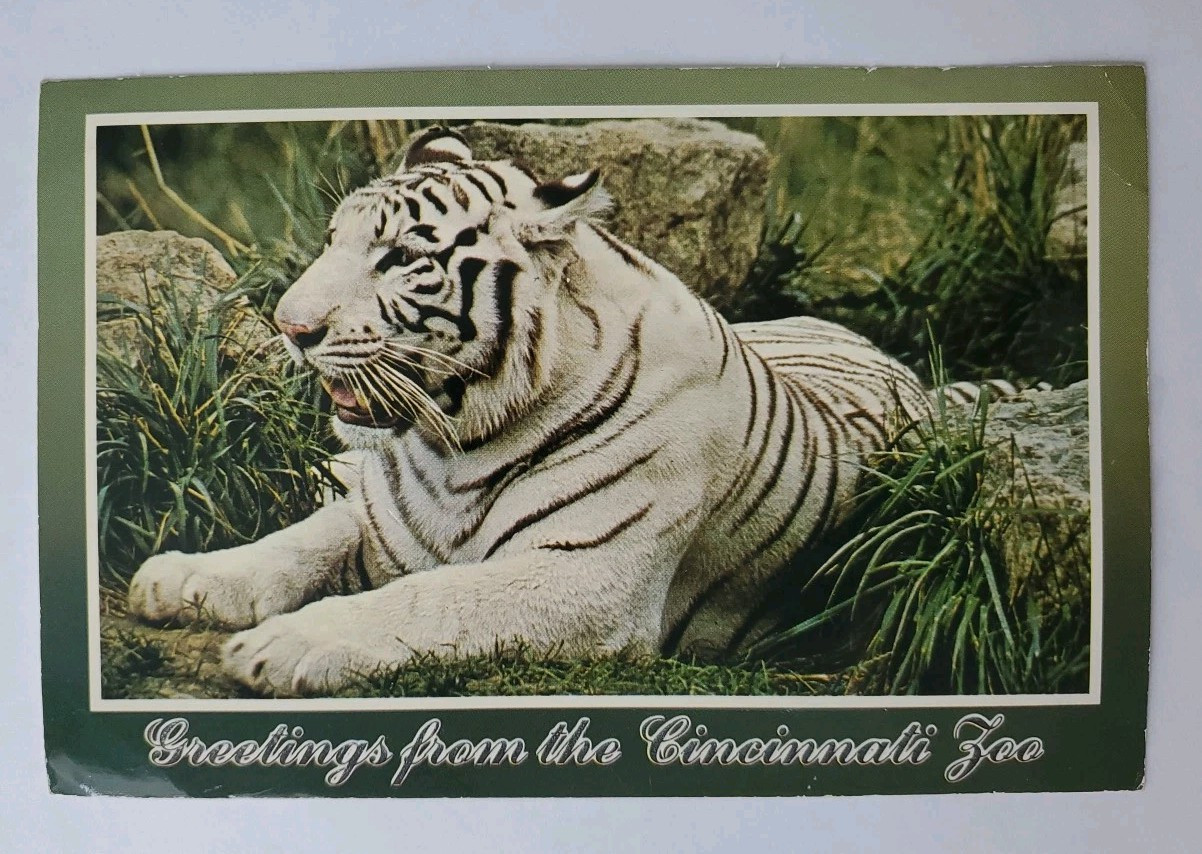 Postcard Greetings From The Cincinnati Zoo White Tiger | eBay