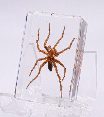 44mm Real Water Spider in Crystal Clear Lucite Resin Science Education Specimen