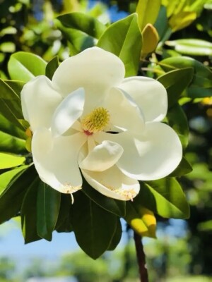 1 PACK 2  POT SOUTHERN MAGNOLIA TREE GREENHOUSE BEST GIFT LIVE PLANT GUARANTEED