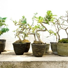 Pali per Piante in Bambù 200 Pezzi Supporti per Piante da Giardino in Legno