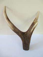 SCOTTISH RED DEER STAG ANTLER 3 PRONG THUMBSTICK HANDLE FOR WALKING STICK MAKING